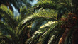 © Muslima - Sunlight filtering through the dense palm tree foliage.