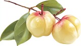 Two pale yellow-pink garcinia fruits on twig with green leaves