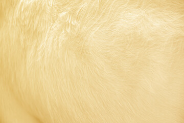 Wall Mural - Animal skin closeup light brown or cow hair background