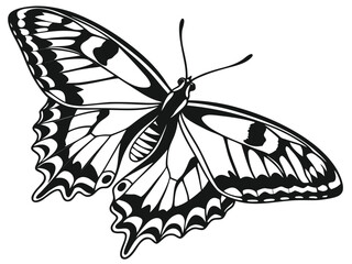 butterfly vector illustration