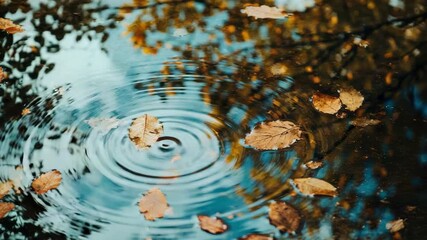 Wall Mural - autumn leaves floating on water with ripples