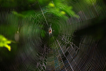 Spider on its web in the forest