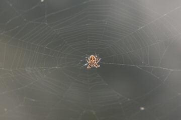 Close-up photo of a spider centered in a delicate web. The background is blurred, highlighting the intricate details of the spider's body and the silk threads. Shot in natural light.