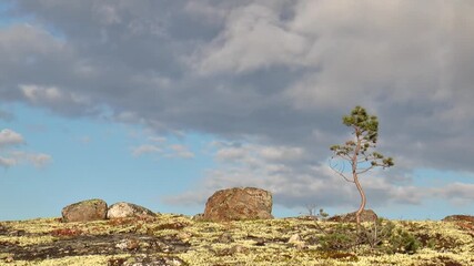 A small fir tree in the polar Sami tundra shivers in the wind among lichens on the background cloudy picturesque sky and fast-moving clouds on an autumn day,
timelapse.