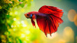 © Jatuporn - A beautiful betta fish with a long, fBeautifully colored, photo-realistic, with a detailed background , Siamese fighting fish