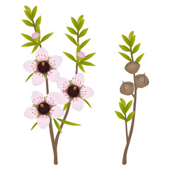 Wall Mural - Branches with flowers and manuka fruits on white background..eps