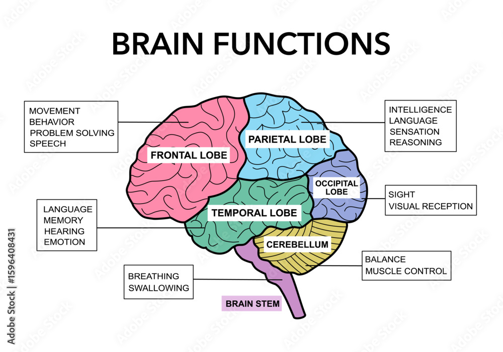 Brain sections and organ part functions in labeled anatomical outline ...