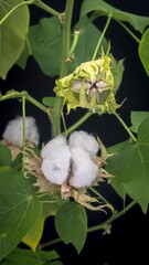 Wall Mural - The ripe cotton boll opening and revealing fluffy cotton flower. Opened cotton is ready for harvesting. Growing and harvesting cotton.
