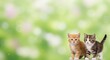 © DuanWed - Cute  kittens in the right corner standing against a green bokeh background in a flower garden, minimal detail and also suitable for advertising photos.Ai generate, Ai generative
