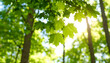 © EPDICAY - Natural leaves in woodland setting with depth of field effect.
