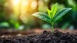 © aby.std - Young sprout emerging from soil