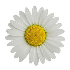 A single, ultra-realistic daisy flower with transparent, symmetrical petals and a vibrant yellow, textured center, isolated on a seamless transparent background with diffused studio lighting and no