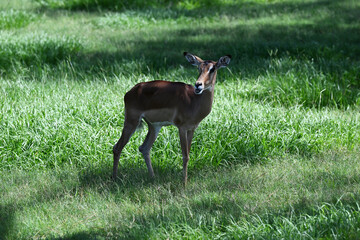 Wall Mural - adolescent blackbuck cooling off in lush green grass under the shade of trees