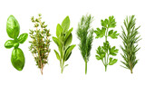 Fresh herbs arranged in a row