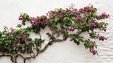 Purple bougainvillea cascading down a whitewashed wall.