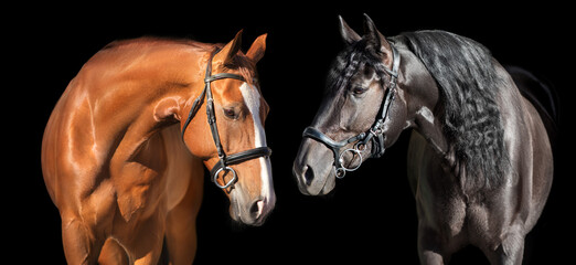 couple horse in bridle