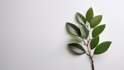 single branch on white background with natural texture leafy nature minimalist