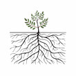 © Jackson Photography - Cutaway of a root system beneath soil, with branching paths, moisture zones, and texture drawn in clean vector form.