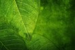 © Boragoo - Detailed green leaf textures creating a vibrant natural background capturing the essence of growth and the intricate beauty of nature