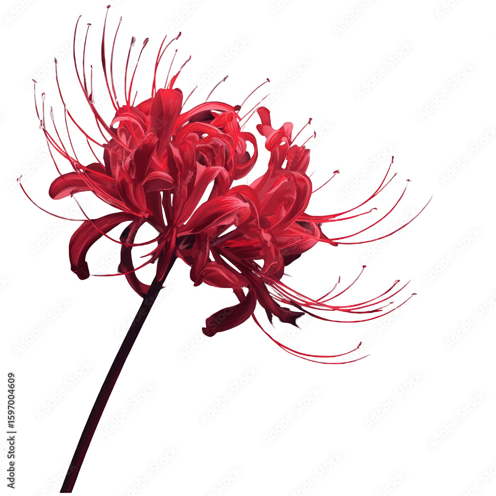 A single, vibrant red spider lily blossoms, its delicate stamens extending  outward against a stark white background. Stock Illustration | Adobe Stock