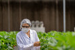 © ultramansk - A worker in full protective gear harvests ripe strawberries, ensuring food safety and hygiene in a modern greenhouse. Concept for quality control and clean eating.