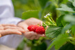 © ultramansk - Close-up of a farmer's hands holding a cluster of fresh, ripe, juicy strawberries, newly harvested in a greenhouse. A concept for organic food and healthy eating.