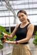 © ultramansk - A woman enjoys picking fresh strawberries in a modern greenhouse. Sustainable farming ensures high-quality, organic fruit production for healthy eating and eco friendly agriculture practices.