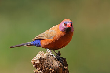 Wall Mural - a colorful male violet-eared waxbill (uraeginthus granatinus) perched on a branch, south africa