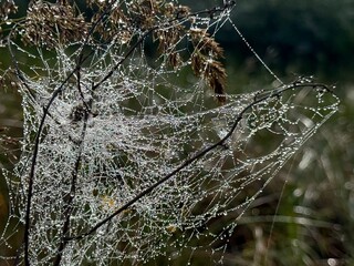 Close-up of a large, intricate spider web covered in morning dew, stretched between dry plant stems in a natural meadow. The glistening water droplets highlight the fine details of the web structure a