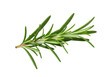 © Abir - A single sprig of fresh green rosemary isolated on a herb spice