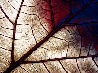 abstract macro background close-up