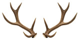 Pair of deer antlers against a black background.