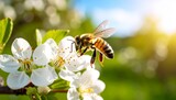 Abeja en vuelo hacia una flor blanca sobre fondo verde, en un día soleado.