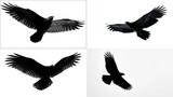Four images of soaring raven silhouettes against bright white backgrounds