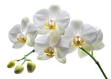 Beautiful white orchid flowers are blooming on a stem, isolated on transparent background