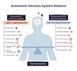 © VectorMine - Autonomic nervous system balance shows the contrast between sympathetic and parasympathetic responses, highlighting brain, balance scale, and body outline. Doodle style diagram