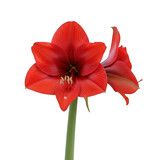 A vibrant red amaryllis flower in full bloom isolated on transparent background transparent background