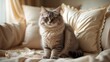 © Lasvu - A cute cat sitting on a bed with plush pillows and cozy bedding.