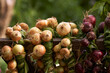 Onions with tops tied into braids for drying. Close-up.
