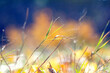 © Iryna - Blurred macro image of autumn grass with leaves against a background of bright colors, creating an atmosphere of tranquility and detailed natural environment
