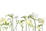 Many beautiful freesia flowers on white background