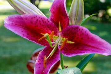 Wall Mural - Pink lily in the garden 