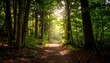 © Bulan2 - Sunlit path through lush forest