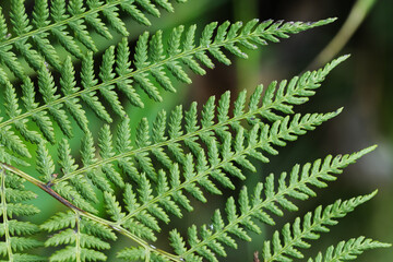 Wall Mural - fern leaf captured in sharp focus with a diffused green background