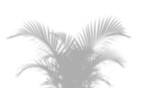 Tropical Palm Shadow,
Botanical palm leaf spreading up — exotic jungle fan style overlay
