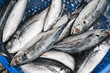 © alexkoral - catch of fresh fish. Chilled mackerel on counter at the seafood market
