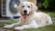 © Ben - Happy golden retriever lying in the garden with tongue out enjoying summer weather and relaxed outdoor pet life, Generative AI