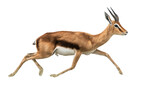 Antelope Running in Grass: A flat lay of an antelope running through the grass, isolated on a Transparent background, PNG file.
