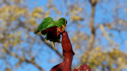 Wall Mural - two colorful rainbow lorikeets (trichoglossus moluccanus) enjoying a bath in a garden fountain, sout
