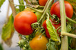 © Mentor - Red tomatoes growing on plant in garden